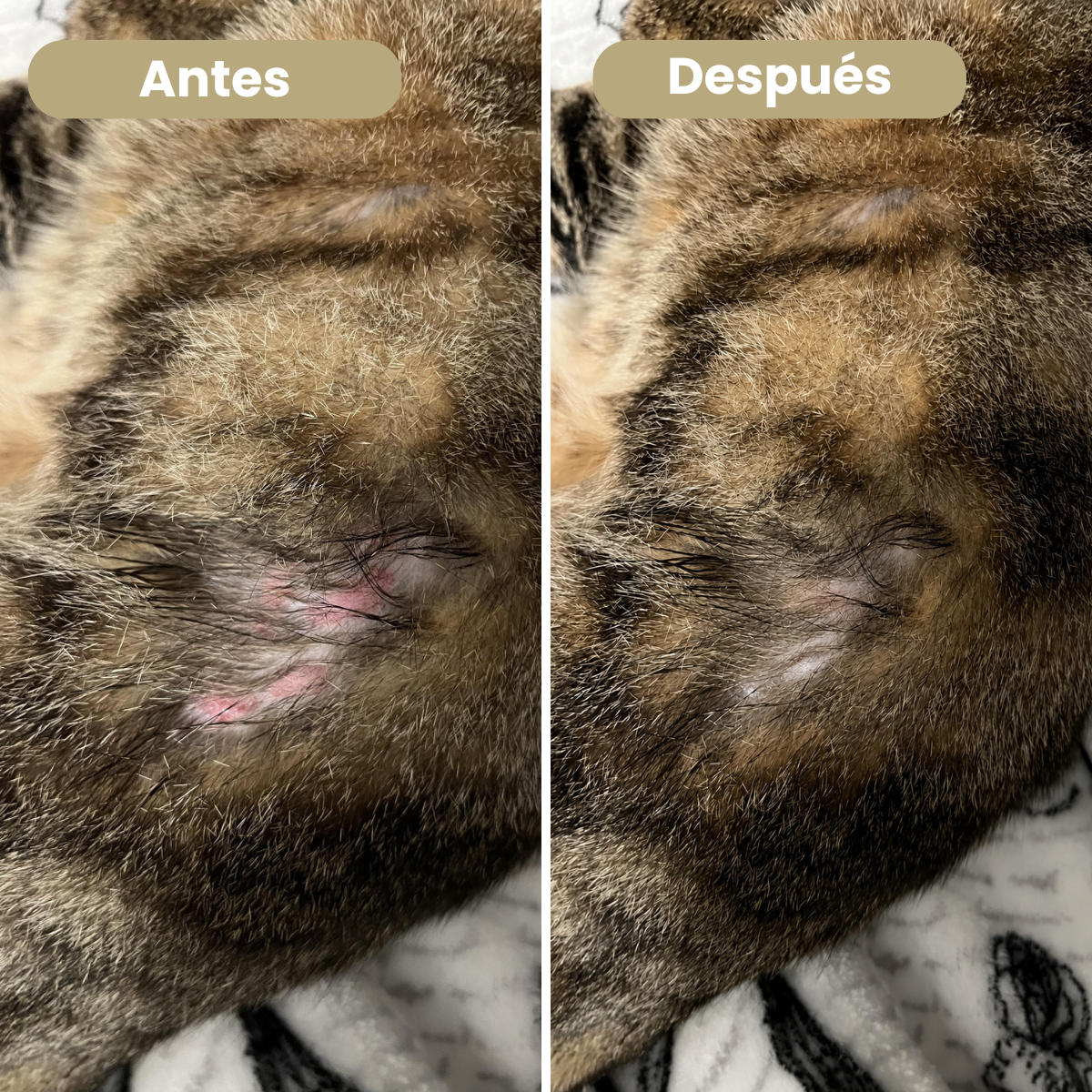 Pet Skin Calm™ - El cuidado que su piel necesita.